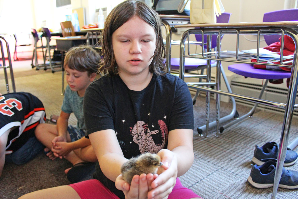 Heron Creek student holds out a baby chick