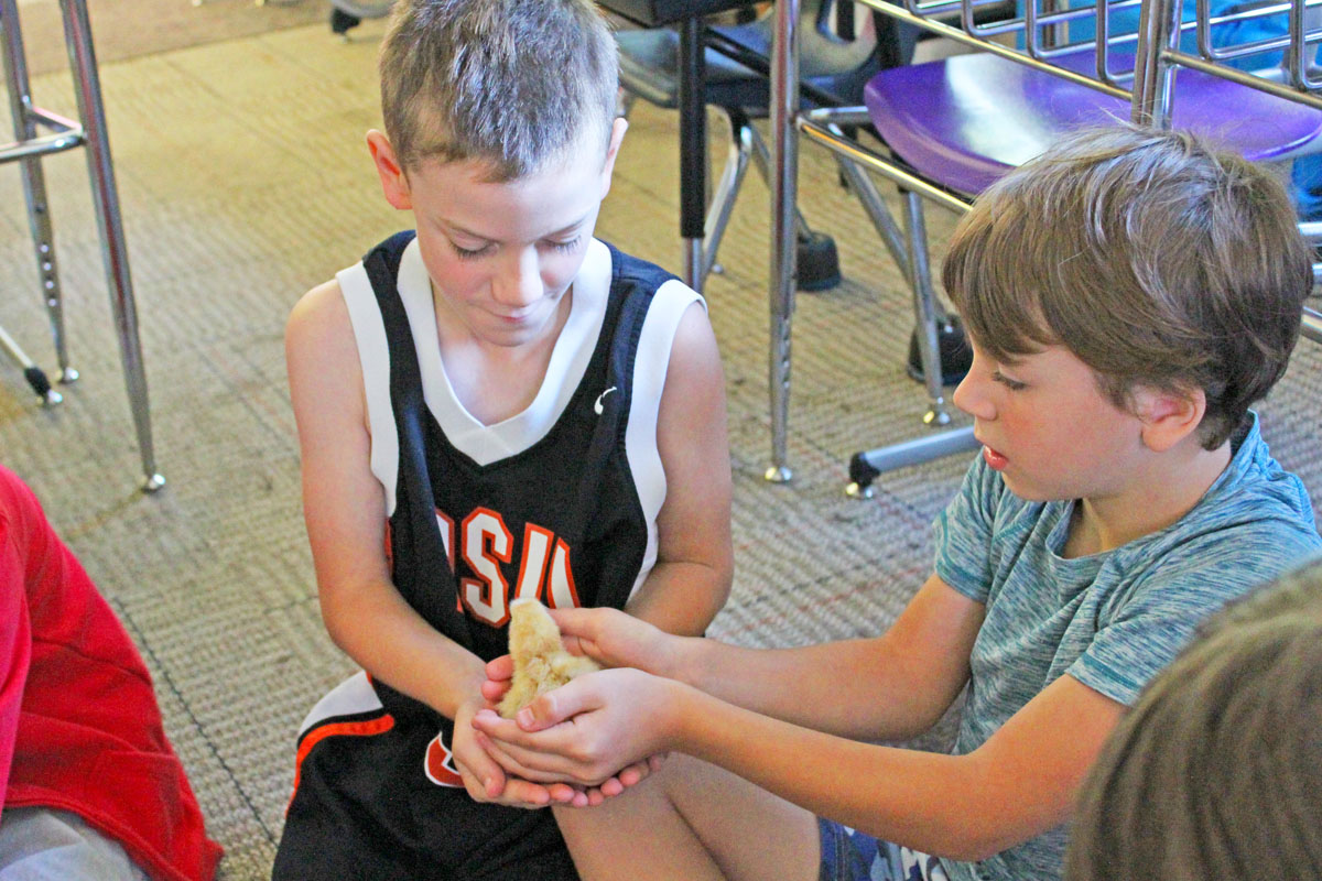 Heron Creek students gently pass a baby chick