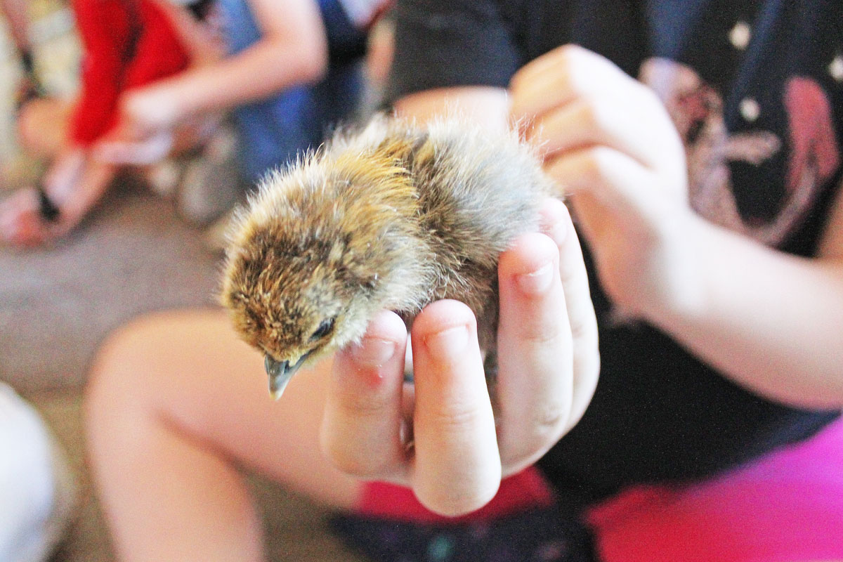 Close up of a baby chick in the palm of a Heron Creek student